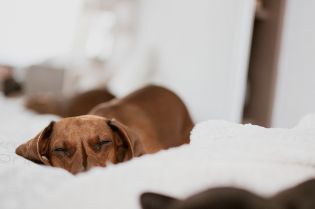 Hoteles Pet Friendly